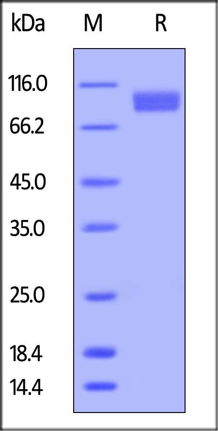 Biotinylated Human Nectin-3, Fc Tag on SDS-PAGE under reducing (R) condition. The gel was stained overnight with Coomassie Blue. The purity of the protein is greater than 95%.